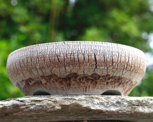 Bonsai Pot - 205mm x 60mm